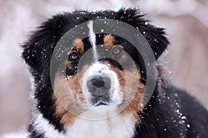 Aussie (Australian shepherd) dog looking straight on you in winter time when snow is falling