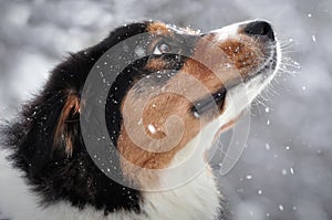 Aussie (Australian shepherd )dog in winter time when snow is falling