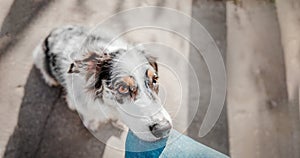 Aussie Australian Shepherd lays its head down and looks at its owner. Dog with owner. Concept of friendship, care and trust