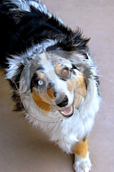 Aussie Differences in Eye Color photo