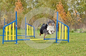 Aussie dog jumping on agility training