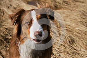 Aussie dog is red tricolor with shaggy funny ears, chocolate nose and white stripe on his head on clear sunny day outside.