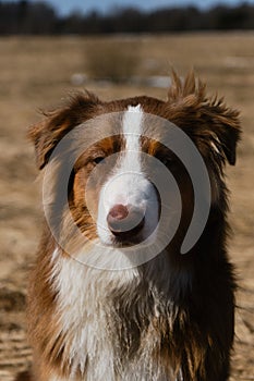 Aussie dog is red tricolor with shaggy funny ears, chocolate nose and white stripe on his head on clear sunny day outside.