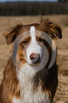 Aussie dog is red tricolor with shaggy funny ears, chocolate nose and white stripe on his head on clear sunny day outside.