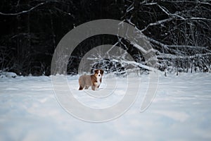 Aussie dog on walk in winter park. Bobtail puppy. Puppy of Australian shepherd dog red tricolor with white stripe stands in snow