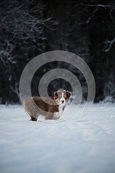 Aussie dog on walk in winter park. Bobtail puppy. Puppy of Australian shepherd dog red tricolor with white stripe stands in snow