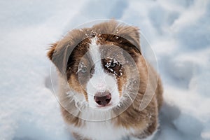 Aussie dog on walk in winter park. Close up portrait of snowflake on dogs muzzle. Portrait of Australian Shepherd puppy red