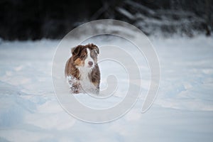 Aussie dog on walk in winter park. Puppy of Australian shepherd dog red tricolor with white stripe stands in snow against