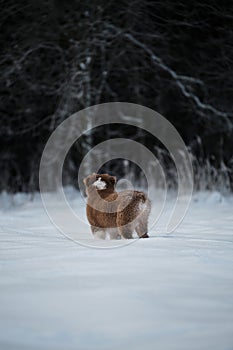 Aussie dog on walk in winter park. Puppy of Australian Shepherd red tricolor stands in snow against background of snowy forest and