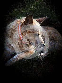 Aussie Healer cattle dog lying in the summer grass looking at camera