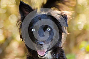 Aussie Husky mixed breed dog