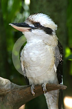 Aussie Kookaburra