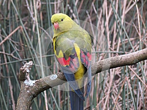 Aussie Parrot