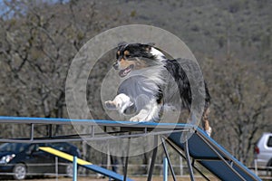 Aussie Running over a Narrow Agility Bridge