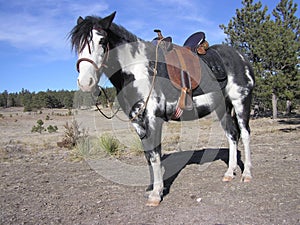 Aussie Saddle and Bosal