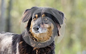 Aussie Setter mix dog, Pet rescue adoption photography