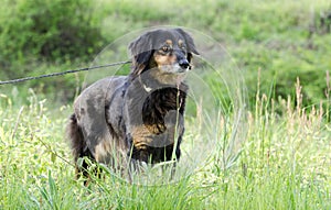 Aussie Setter mix dog, Pet rescue adoption photography