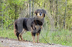 Aussie Setter mix dog, Pet rescue adoption photography