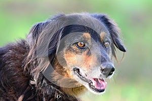 Aussie Setter mix dog, Pet rescue adoption photography