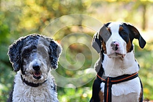 Aussiedoodle and Big Swiss Mountain Dog