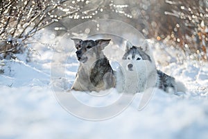 Austarlian sheepdogs sit together in the snow