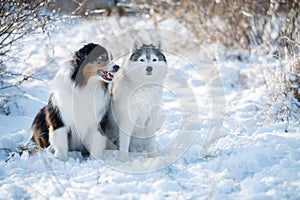 Austarlian sheepdogs sit together in the snow