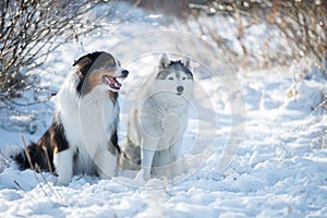 Austarlian sheepdogs sit together in the snow