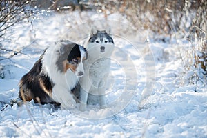 Austarlian sheepdogs sit together in the snow