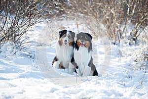 Austarlian sheepdogs sit together in the snow