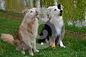 Austarlian shepherd and crossbreed dog with big eyes longing for treats