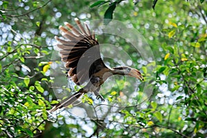 Austen`s brown hornbill