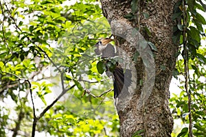 Austen `s Brown Hornbill