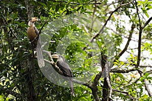 Austen `s Brown Hornbill