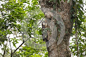 Austen `s Brown Hornbill