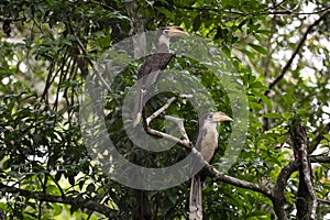Austen `s Brown Hornbill