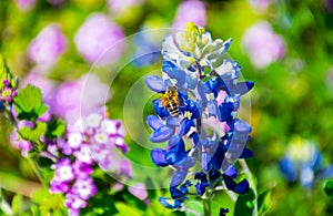 Austin bluebonnet with honey bee collecting pollen on bright spring time day in central texas photo