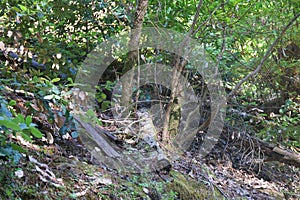 Austin Creek State Recreation Area - park encompassing an wilderness area. Its includes ravines.