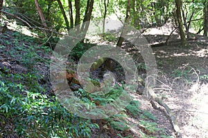 Austin Creek State Recreation Area - park encompassing an wilderness area. Its includes ravines.