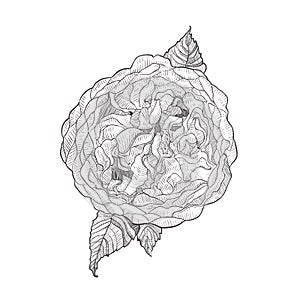 Austin rose pink flower isolated on white background. Hand drawn hatching engraved drawing.