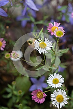 Austrailan Daisy , Erigeron karvinskianus, flowering in Devon