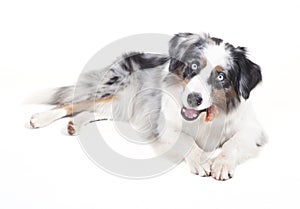 Austrailian shepherd with bone