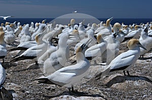 Austral-Asian gannet colony