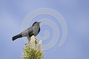 Austral Blackbird, Curaeus curaeus from Tierra del Fuego