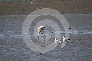 Austral flamingo fishing in the lagoon