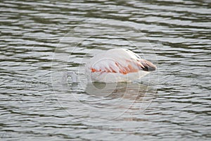 Austral flamingo in Mar Chiquita lagoon