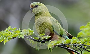 Austral Parakeet