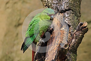 Austral parakeet
