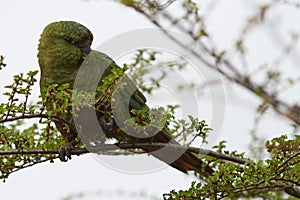 Austral Parakeet (Enicognathus ferrugineus)