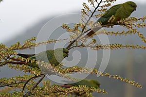 Austral Parakeet (Enicognathus ferrugineus)