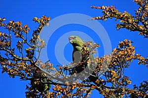 Austral Parakeet, Enicognathus Ferrugineus, on a tree near El Chalten, Argentina